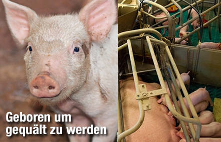 Foto da petição:Tierfabriken: Bayern wird ein riesiger Saustall