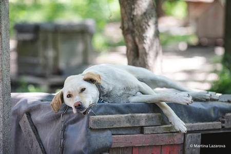 Bilde av begjæringen:Tierhilfe Ruse - täglicher Zugang zum Tierheim Ruse
