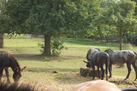 Obrázek petice:Tierhof LUCKY FARM Geißlingen - mehr Grünlandfläche für die Tiere bitte !