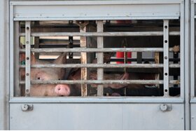 Kép a petícióról:Tierlebendtransporte über 500 KM verbieten