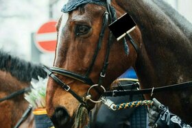 Foto e peticionit:Tierleid beenden – Pferde aus dem Rosenmontagszug!