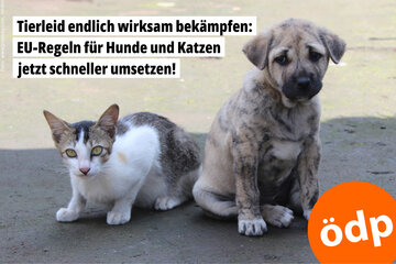 Image of the petition Tierleid endlich wirksam bekämpfen – EU-Regeln für Hunde und Katzen jetzt schneller umsetzen!