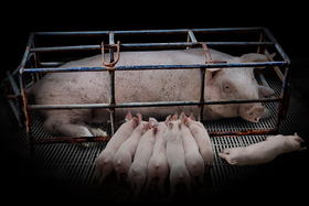 Bild der Petition: Tierquälerei im Schweinestall beenden