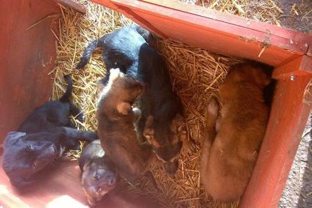 Imagen de la petición:Tierschützer fordern *STOPPT DEN TIERHANDEL BEI E-BAY*