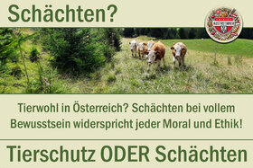 Image of the petition: Tierschutz statt Schächten!