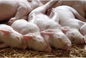 Petīcijas attēls:Tierschutz: Verbot des betäubungslosen Kastrierens von Ferkeln