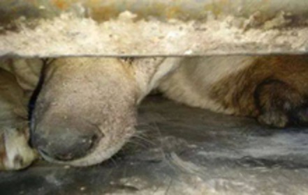 Bild der Petition Türkei begeht weitere schreckliche Tiermorde
