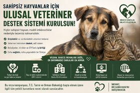 Dilekçenin görseli: Türkiye'de Sahipsiz Hayvanlar İçin Ulusal Veteriner Destek Sistemi Kurulsun!