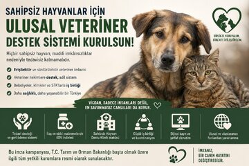 Bild der Petition Türkiye'de Sahipsiz Hayvanlar İçin Ulusal Veteriner Destek Sistemi Kurulsun!