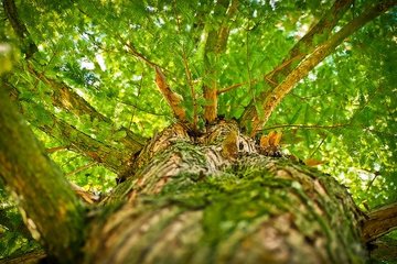 Bild der Petition Umsatzsteuerwegfall für Baumkauf zwischen dem 01.04. und 30.09.2020