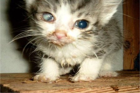 Bild der Petition: Umsetzung einer Katzenschutzverordnung für den Landkreis Neuwied
