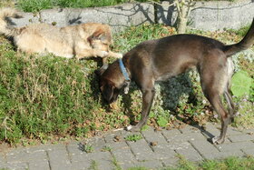 Bild der Petition: umzäunter Hundeauslauf