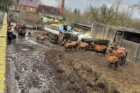 Slika peticije: Unhaltbare Zustände der Ziegen & Schafe in Brehna