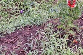 Kuva vetoomuksesta: unkontrollierte Katzenplage