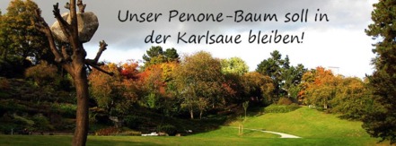 Bild på petitionen:Unser Penone-Baum gehört in die Karlsaue!