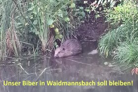 Bild der Petition: Unsere Biberfamilie in Waidmannsbach soll bleiben!