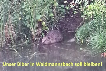 Bild der Petition Unsere Biberfamilie in Waidmannsbach soll bleiben!
