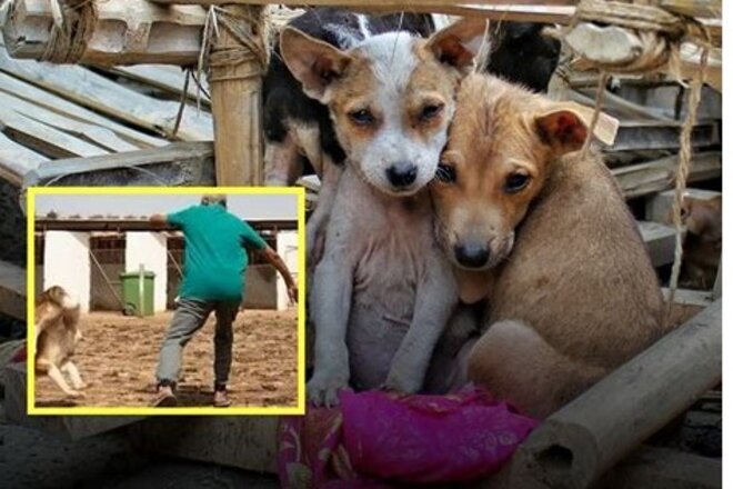 Petīcijas attēls Unsere Steuergelder töten – Stoppt das Hunde-Massaker für die WM 2030 in Marokko!“