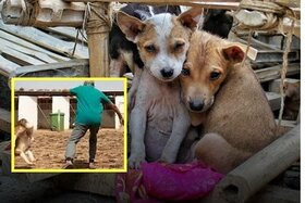 Bild der Petition: Unsere Steuergelder töten – Stoppt das Hunde-Massaker für die WM 2030 in Marokko!“
