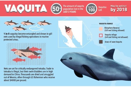Bild der Petition: Unterschriftensammlung für Spendenprojekte für die Vaquitas, die kleinsten letzten 60 Wale der Welt