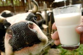 Petitsiooni pilt: Unterstützen wir unsere Milchbauern - WIR sind die Konsumenten und wollen miteintscheiden!!!!