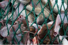 Peticijos nuotrauka:Schluss mit illegaler Überfischung in EU-Gewässern!