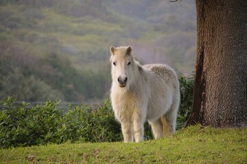 Bild der Petition Veganismus rettet die Welt, der Vorschlag auf die Vegane Gesetze