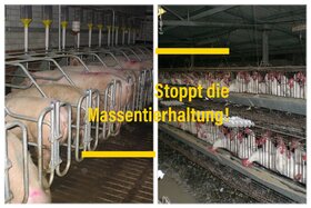 Bild der Petition: Verbesserungen von Tierwohl, Klima und Gesundheit. Vorschriften für mehr Tierwohl in der Industrie