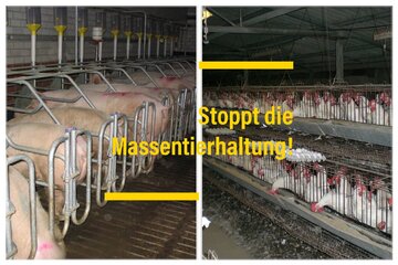 Image of the petition Verbesserungen von Tierwohl, Klima und Gesundheit. Vorschriften für mehr Tierwohl in der Industrie