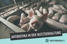 Bild der Petition: Verbot Antibiotika