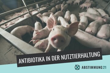 Imagine a parlamentului casei „ Stimmen Sie für die Maßnahmen zur Reduzierung des Einsatzes von Antibiotika in der industriellen Tierhaltung? ”.