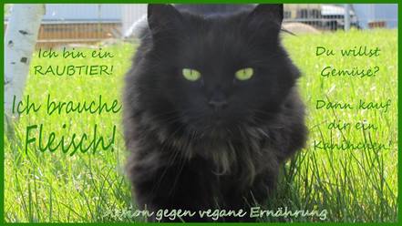 Foto van de petitie:Verbot der veganen Ernährung bei Katzen! Für eine artgerechte Haltung!