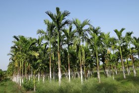 Foto da petição:Verbot des Einsatzes von Palmölen und Palmfetten in der Nahrungs- und Hygieneindustrie