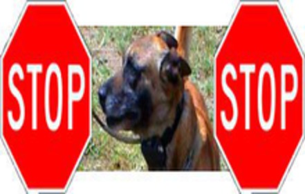 Bild der Petition: Verbot des Handels mit Telereizgeräten für die Hundeerziehung