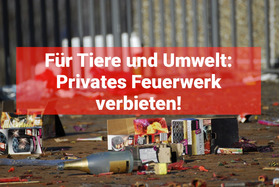 Petīcijas attēls:VERBOT des "privaten Silvesterfeuerwerks"