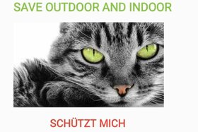 Image of the petition: Verbot des ungesicherten Freigangs für Katzen an Hauptstraße
