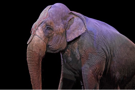 Foto van de petitie:Verbot für Zirkusse mit Wildtieren in Laupheim
