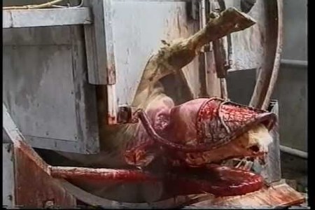 Bild der Petition Verbot Halal Schlachtung  Deutschland