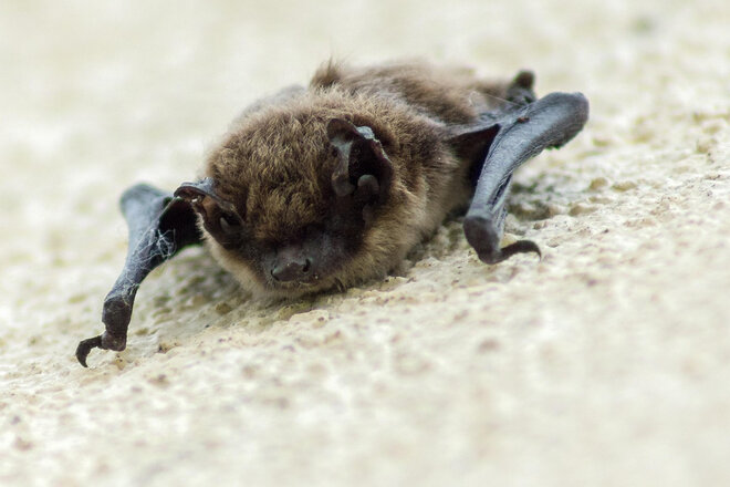 Image of the petition Verbot von Feuerwerken während der Brut- und Setzzeit