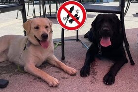 Bild der Petition: Verbot von Feuerwerkskörpern im Kanton Glarus
