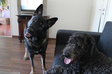 Bild der Petition Verbot von Hunden auf Demos und Strassenfesten