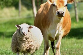 Bild der Petition: Verbot von Massenzucht