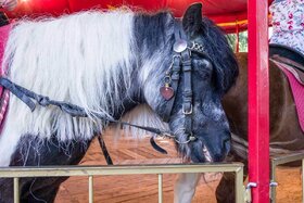 Kép a petícióról:Verbot von Pony/Pferd-Karusells (mit echten Tieren) im Gebiet der Stadt Bad Kreuznach