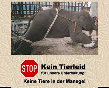 Bild der Petition: Verbot von Wildtieren in Zirkusbetrieben