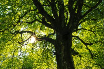 Bild der Petition Verhindert die Fällung von Bäumen auf dem Parkplatz an der Pferdewiese/Steverstraße, Lüdinghausen