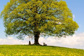 Picture of the petition:Verhinderung der Abholzung 100jähriger Linden