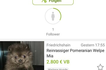 Bild der Petition Verkaufsverbot von Tieren auf ebay Kleinanzeigen