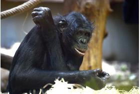 Bild der Petition: Verlegung für Bonobo Bili!