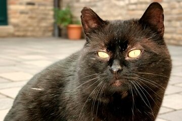 Bild der Petition Verpflichtende Teilnahme aller niederösterreichischen Gemeinden am Katzenkastrationsprojekt