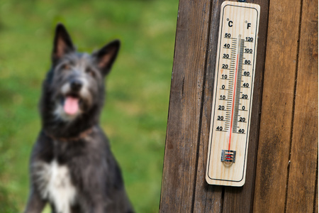Bild der Petition: Vierbeiner sollten auch ein Anrecht auf Abkühlung bei hohen Temperaturen haben !